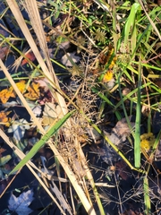 Coleataenia rigidula