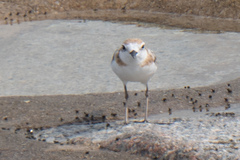 Charadrius peronii