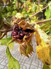 Oxycarenus lavaterae