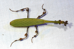 Vates pectinicornis
