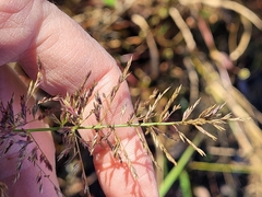 Coleataenia rigidula