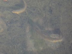 Salmo marmoratus