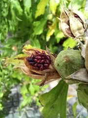 Oxycarenus lavaterae