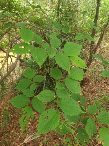 Celtis africana image