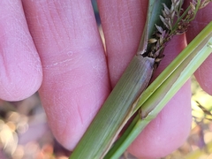 Coleataenia rigidula