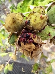 Oxycarenus lavaterae