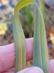 Coleataenia rigidula