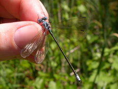 Lestes eurinus