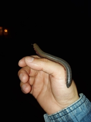 Juliformia