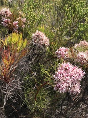 Serruria ascendens