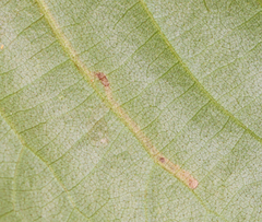 Stigmella betulicola