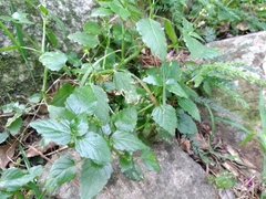 Leidesia procumbens