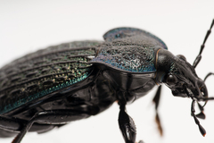 Carabus lusitanicus antiquus