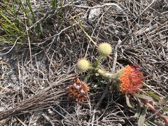 Leucospermum prostratum