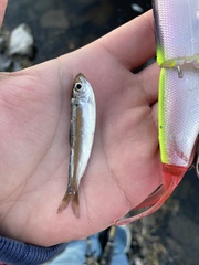 Alosa pseudoharengus