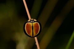 Australoneda bourgeoisi