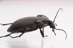 Carabus lusitanicus antiquus