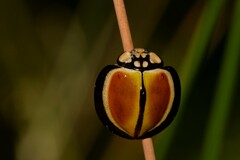 Australoneda bourgeoisi