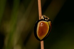 Australoneda bourgeoisi