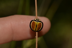 Australoneda bourgeoisi