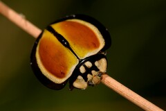 Australoneda bourgeoisi