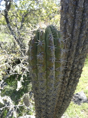 Trichocereus chiloensis
