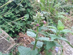 Stachys thunbergii