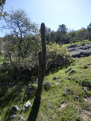 Trichocereus chiloensis