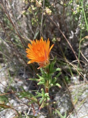 Lampranthus bicolor