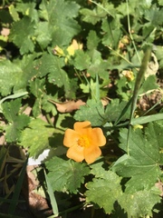 Modiolastrum malvifolium