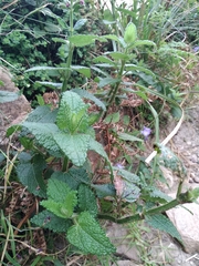 Stachys thunbergii