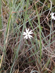 Silene corinthiaca