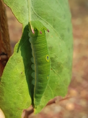 Charaxes castor flavifasciatus