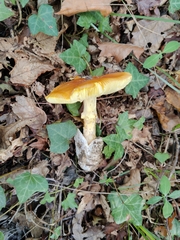 Amanita caesarea