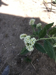 Heliotropium curassavicum