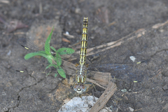 Brachythemis leucosticta