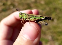 Aiolopus thalassinus