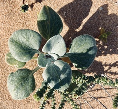 Arctotheca populifolia