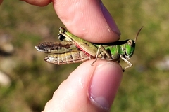 Aiolopus thalassinus