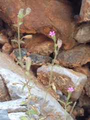 Silene sedoides