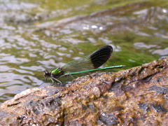 Calopteryx aequabilis