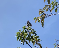 Polyura athamas