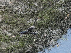 Microcarbo africanus