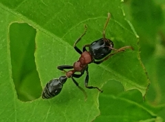 Tetraponera rufonigra