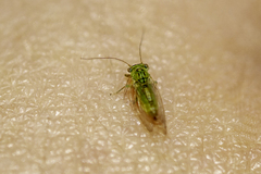 Platycorypha nigrivirga