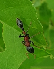 Tetraponera rufonigra