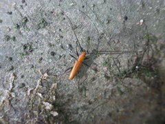 Allotraeus sphaerioninus