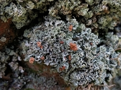 Cladonia caespiticia