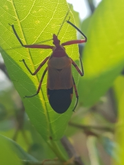 Pseudophonoctonus