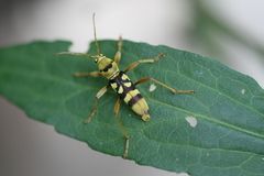 Chlorophorus quinquefasciatus